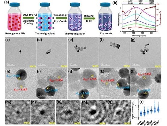 Image: Synthesis, optical, and electron microscopy characterization of magneto-plasmonic cryosorets (Photo courtesy of APL Mater. 13, 041103 (2025); doi.org/10.1063/5.0251312)