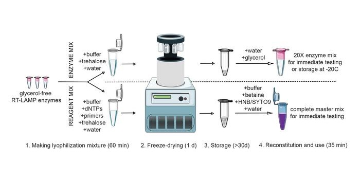 Image: The RT-LAMP assay is lyophilized for heat stability and uses non-proprietary components (Photo courtesy of ©2025 Matl et al.) Image: The RT-LAMP assay is lyophilized for heat stability and uses non-proprietary components (Photo courtesy of ©2025 Matl et al.)