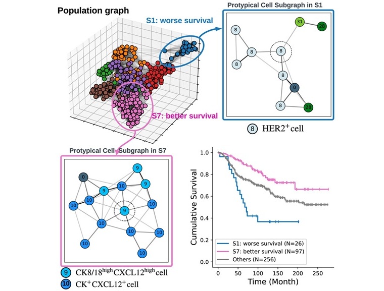 image: BiGraph links local cell patterns to patient survival outcomes, offering interpretable insights into cancer prognosis (Wang, Z. et al., Patterns (2025); doi.org/10.1016/j.patter.2025.101178) image: BiGraph links local cell patterns to patient survival outcomes, offering interpretable insights into cancer prognosis (Wang, Z. et al., Patterns (2025); doi.org/10.1016/j.patter.2025.101178)