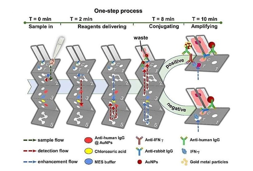 Image: The 3D paper-based analytical device has shown high clinical accuracy for adult-onset immunodeficiency (Photo courtesy of National Taiwan University) Image: The 3D paper-based analytical device has shown high clinical accuracy for adult-onset immunodeficiency (Photo courtesy of National Taiwan University)