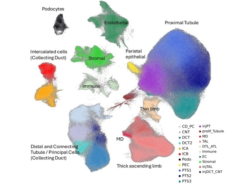 Image: Single nuclei gene expression in a Multi-Species Integrated Single-Cell Kidney Atlas (SISKA 1.0) (Photo courtesy of Susztaklab Kidney Biobank) Image: Single nuclei gene expression in a Multi-Species Integrated Single-Cell Kidney Atlas (SISKA 1.0) (Photo courtesy of Susztaklab Kidney Biobank)
