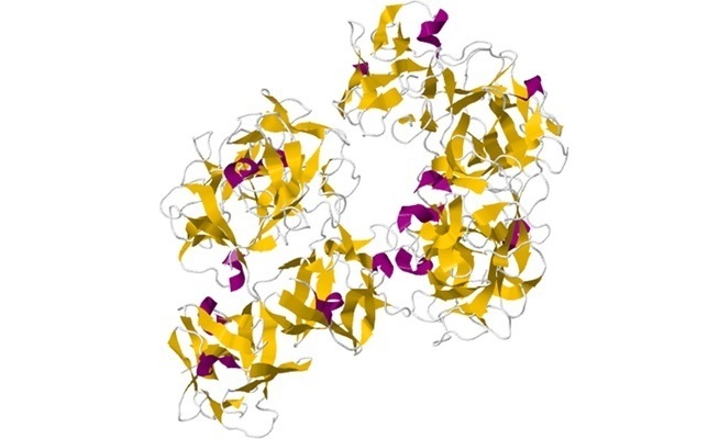 Fascin-1 is seen as a critical driver of cervical cancer growth, metastasis, and resistance to chemotherapy (Photo courtesy of Wikimedia Commons) Fascin-1 is seen as a critical driver of cervical cancer growth, metastasis, and resistance to chemotherapy (Photo courtesy of Wikimedia Commons)