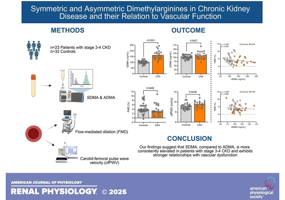Image: Impaired vascular function in patients with chronic kidney disease (A K Grotle et al., Am J Physiol Renal Physiol (2025). DOI: 10.1152/ajprenal.00158.2025) Image: Impaired vascular function in patients with chronic kidney disease (A K Grotle et al., Am J Physiol Renal Physiol (2025). DOI: 10.1152/ajprenal.00158.2025)