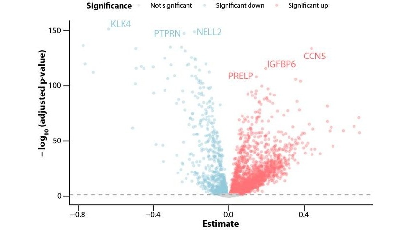 Image: The volcano plot highlights the impact of age on the plasma proteome—each dot represents a protein, with red indicating increases and blue indicating decreases from childhood to adulthood (Photo courtesy of María Bueno Álvez) Image: The volcano plot highlights the impact of age on the plasma proteome—each dot represents a protein, with red indicating increases and blue indicating decreases from childhood to adulthood (Photo courtesy of María Bueno Álvez)