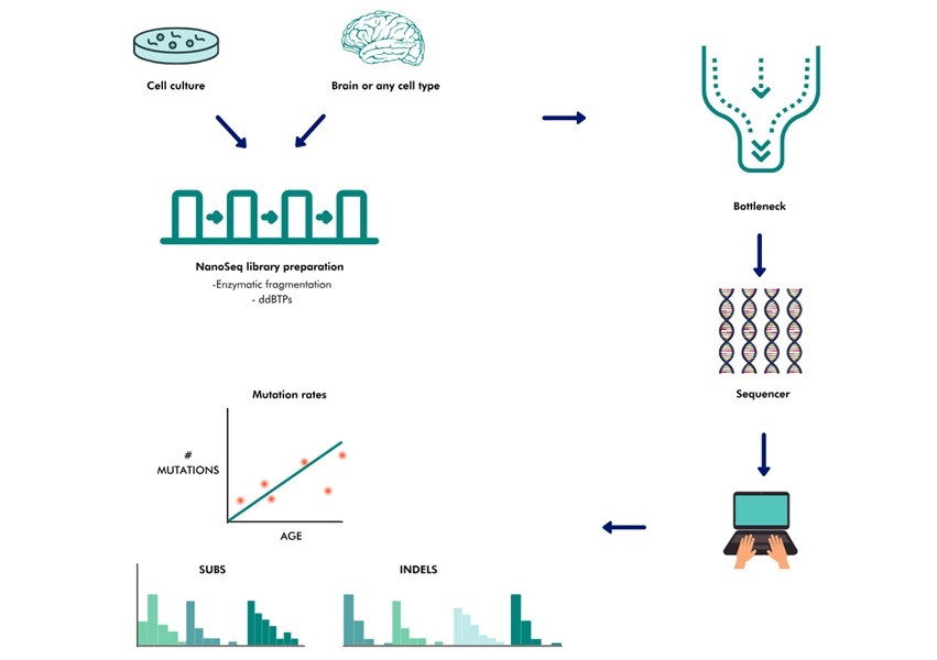 Image: The nanorate sequencing method reduces error rates to less than 5 errors per billion calls (Photo courtesy of Wellcome Sanger Institute) Image: The nanorate sequencing method reduces error rates to less than 5 errors per billion calls (Photo courtesy of Wellcome Sanger Institute)