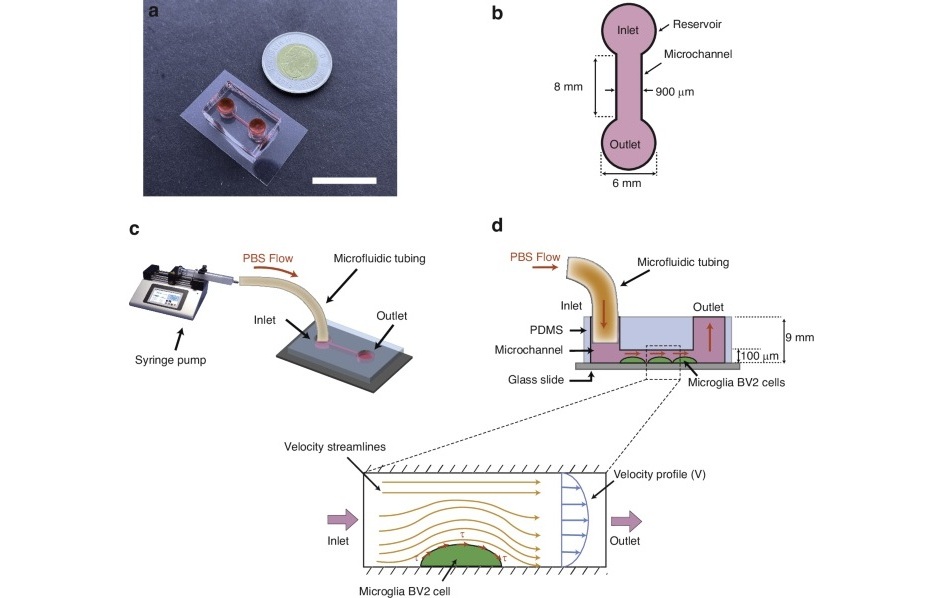 Image: Schematic of microfluidic cell adhesion assay (Moghadam et al., Microsyst Nanoeng 11, 135 (2025). DOI: 10.1038/s41378-024-00862-7) Image: Schematic of microfluidic cell adhesion assay (Moghadam et al., Microsyst Nanoeng 11, 135 (2025). DOI: 10.1038/s41378-024-00862-7)
