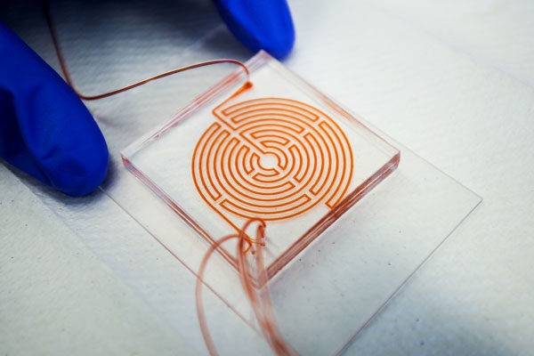 Image: The labyrinth chip could one day help doctors look for aggressive, stem-like cancer cells in patient blood (Photo courtesy of Joseph Xu/Michigan Engineering)
