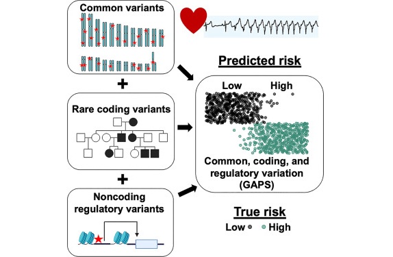 Image: The genomic framework identifies people at high risk for dangerous heart rhythm disorders (TO Monroe et al., Cell Reports Medicine, 2025. doi.org/10.1016/j.xcrm.2025.102455)
