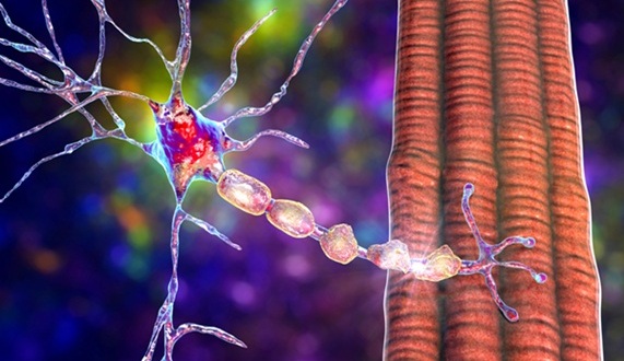 Image: High-resolution immune profiling can reveal how MOGAD differs from MS at the cellular level (Photo courtesy of Shutterstock)