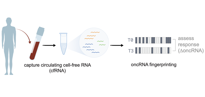 Image: Cancer-specific small RNAs released into blood act as molecular barcodes that reveal tumor identity (Photo courtesy of Arc Institute)