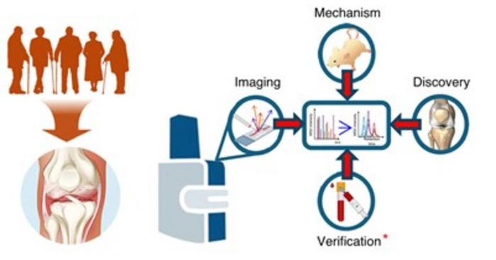 Image: Spatial MALDI-MSI of osteoarthritic knee joints reveals bone-derived protein signatures linked to disease progression (Photo courtesy of Buck Institute for Research on Aging)