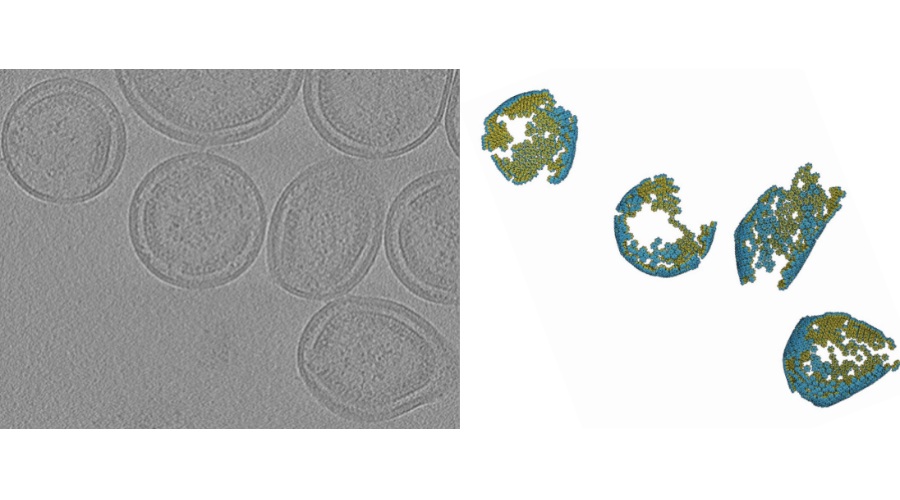 Image: A cryo-electron tomography slice (left) of human T-cell leukemia virus particles (Photo courtesy of William Arndt/UM School of Dentistry and Masonic Cancer Center)