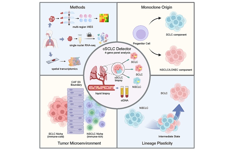 Image: Graphical Abstract (Zhuo Wang et al, Cell Reports Medicine (2026). DOI: 10.1016/j.xcrm.2026.102741)