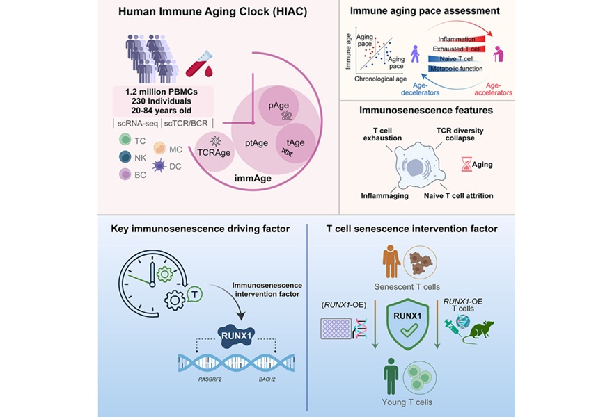 Image: Graphical abstract - Human immune aging clock identifies RUNX1 as a decelerator of T cell senescence (photo courtesy of Zhang Weiqi)