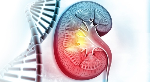 Image: The researchers derived a gene-based signature and a blood test to help identify this high-risk subgroup (photo credit: Shutterstock)