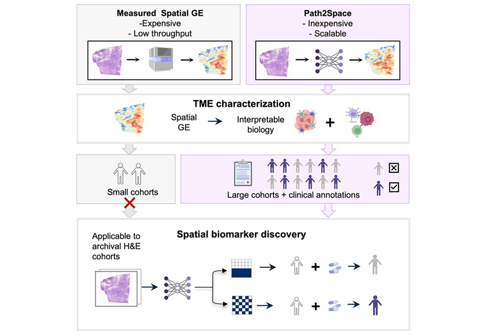 Image: Graphical Abstract (Eldad D. Shulman et al., AI-predicted spatial transcriptomics unlocks breast cancer biomarkers from pathology, Cell (2026). DOI: 10.1016/j.cell.2026.04.023)