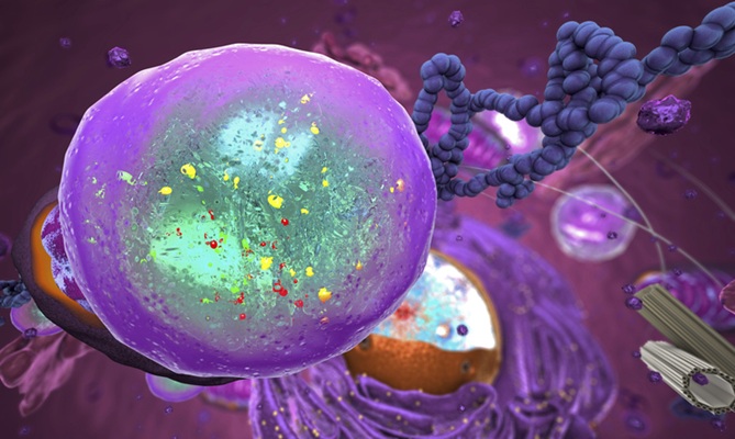 Image: BORCS5 regulates lysosomes, the cell’s waste-processing structures, with new findings linking mutations in the gene to severe neurological disorders (image credit: iStock)