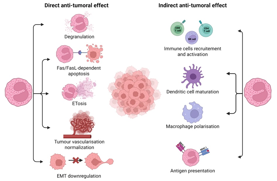 Image: Direct and indirect antitumoral effects of eosinophil (Marie Gilon et al., Journal of Experimental & Clinical Cancer Research (2026). DOI: 10.1186/s13046-026-03688-5)