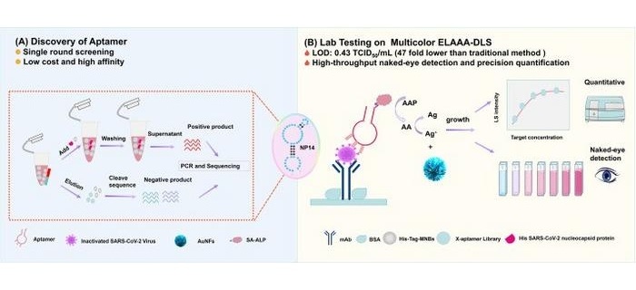 Image: (A) Schematic illustration of the X-aptamer protein SELEX process for isolating aptamers. (B) Schematic illustration of the ultrasensitive detection of the SARS-CoV-2 N protein via the MD ELAAA platform. (Shu Zhou, Yuxi Xu, Huan Liao, et al. Genomics (2026). DOI: 10.1016/j.gendis.2025.101943)