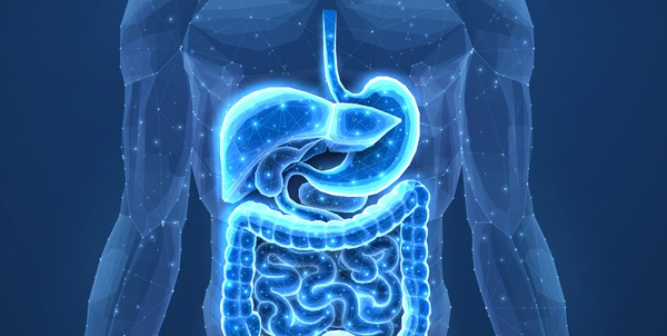 Image: The HepQuant SHUNT Liver Diagnostic Test assesses chronic liver disease physiology by measuring  clearances of intravenously administered cholate and orally administered cholate that reflect liver blood flow and hepatocyte function (Image credit: iStock)