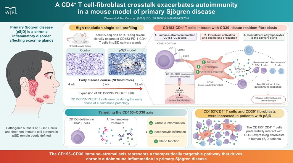 Image: Researchers reveal that in Sjögren disease, an autoimmune disease, not only immune cells but also the fibroblasts that make up the tissue are actively involved in the progression of the disease. CD153+ CD4+ T cells interact with CD30+ fibroblasts in primary Sjögren disease, amplifying inflammation and tissue damage. This pathological cellular interaction represents a potential therapeutic target for autoimmune Sjögren disease. (Photo courtesy of Professor Koji Yasutomo, Tokushima University, Japan)