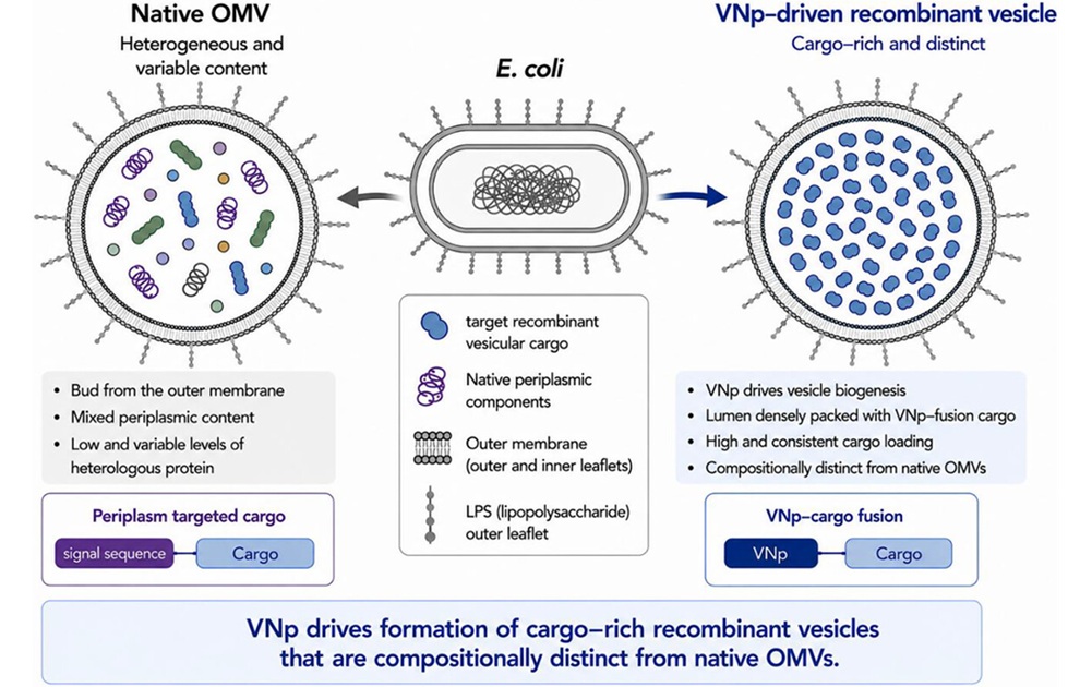 Image: Graphical Abstract (Streather, B. R., T. A. Eastwood, K. Baker, et al. 2026. Journal of Extracellular Vesicles 15, no. 8: e70354. https://doi.org/10.1002/jev2.70354)