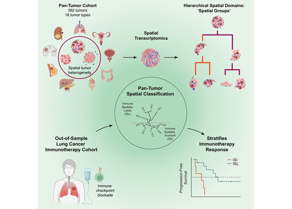 Image: Graphical Abstract (Vivek Behera et al., Pan-tumor spatial transcriptomics reveals conserved properties of tumor organization, Cell Reports Medicine, 2026. DOI: 10.1016/j.xcrm.2026.103013)