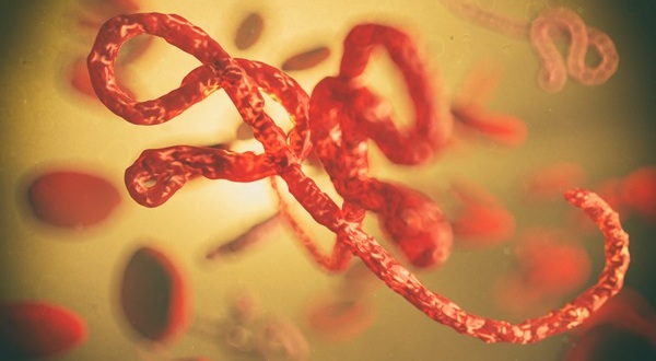 Image: The current BDBV outbreak in the DRC underscores response challenges for rare, severe infections (Image Credit: 123RF) Image: The current BDBV outbreak in the DRC underscores response challenges for rare, severe infections (Image Credit: 123RF)