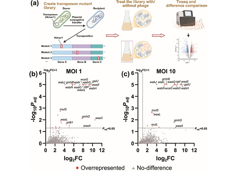 Image: Volcano plot of overrepresented genes in H10544. (Zhichen Zhu et al., Antimicrobial Agents and Chemotherapy (2026). DOI: 10.1128/aac.00506-26)