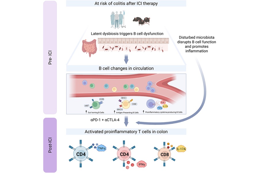 Image: Graphical Abstract (Turner N, Keam S, Abdel-Wahab N, et al. B cell-guided inflammatory cascade perpetuates ICI-mediated colitis. Cell Reports (2026). doi:10.1016/j.celrep.2026.117969)