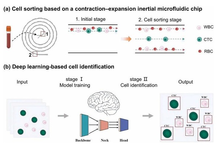 Image: (a) CTC separation using contraction-expansion inertial microfluidics. (b) CTC detection using the YOLOv8 deep learning model. (Image Credit: Junyi Ouyang, Haiqin Li)
