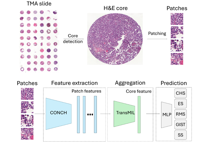 Image: Overview of the multiple-instance learning (MIL) workflow, in which each TMA core image is represented as a bag of patches that are encoded and aggregated to generate a slide-level prediction. (Giner F, Pastor-Naranjo Á, Meseguer P, et al. International Journal of Molecular Sciences, 2026. DOI: 10.3390/ijms27156864)