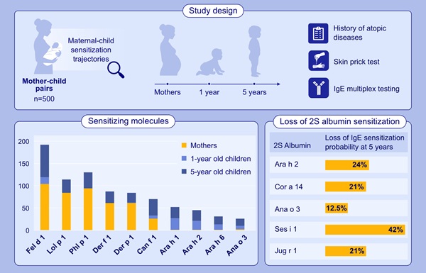 Image: Graphical Abstract (M. A. A. Kodydek, M. E. Reyna, A. Kothari, et al., “ IgE Sensitization Patterns of Mothers and Their Offspring in the First Five Years of Life The CHILD Study,” Allergy (2026): 1–11, https://doi.org/10.1111/all.70516)