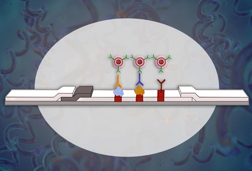 Image: A new pilot rapid test for syphilis from a team led by Penn State researchers integrates two blood tests into one and detects bacteria at very low levels to detect the disease in its earliest stages. (Photo courtesy of Pan Research Lab / Penn State)