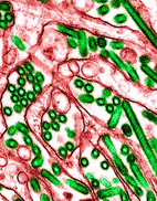 Avian Influenza Virus H5N1