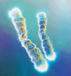 Computer artwork of two chromosomes highlighted where the telomeres are located. Telomeres consist of short, repeated sequences of DNA and proteins that play an important role in cellular aging (Photo courtesy of Hybrid Medical Animation / SPL).