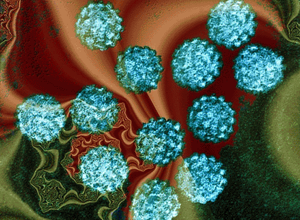 Image: Colored transmission electron micrograph (TEM) of human papilloma viruses (HPV), the cause of warts (Photo courtesy of Dr. Linda Stannard, UCT / SPL).