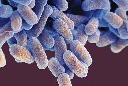 Image: Colored scanning electron micrograph (SEM) of <i>Escherichia coli</i> bacteria (Photo courtesy of Steve Gschmeissner / SPL).