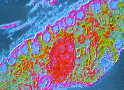 Image: False-color transmission electron micrograph (TEM) showing endocytosis in a blood capillary (Photo courtesy of CNRI).