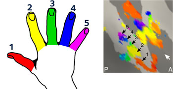 Image: Research has shown that the human brain keeps a detailed fingerprint of a lost hand and fingers for decades after amputation (Photo courtesy of the University of Oxford).