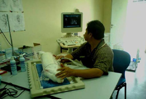 Image: Dr. Dom performing an ultrasound on a pregnant doe (Photo courtesy of Sulaiman Md Dom).