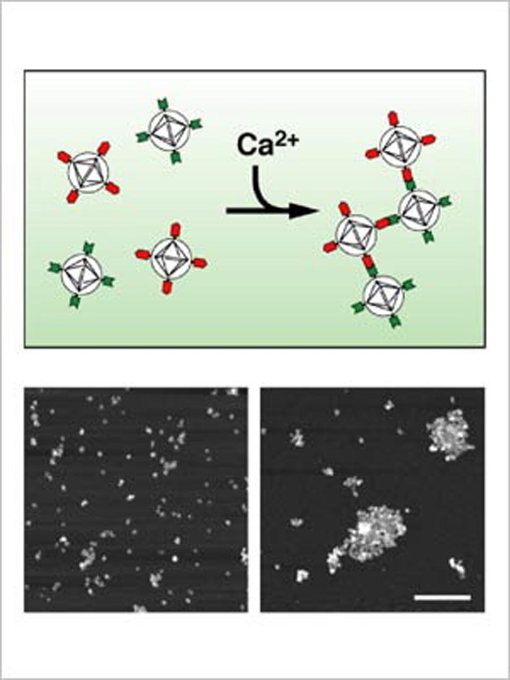 Image: Nanoparticles aggregating in the presence of calcium; sensor particles in the absence (L) or presence (R) of calcium (Photo courtesy of Alan Jasanoff / MIT).