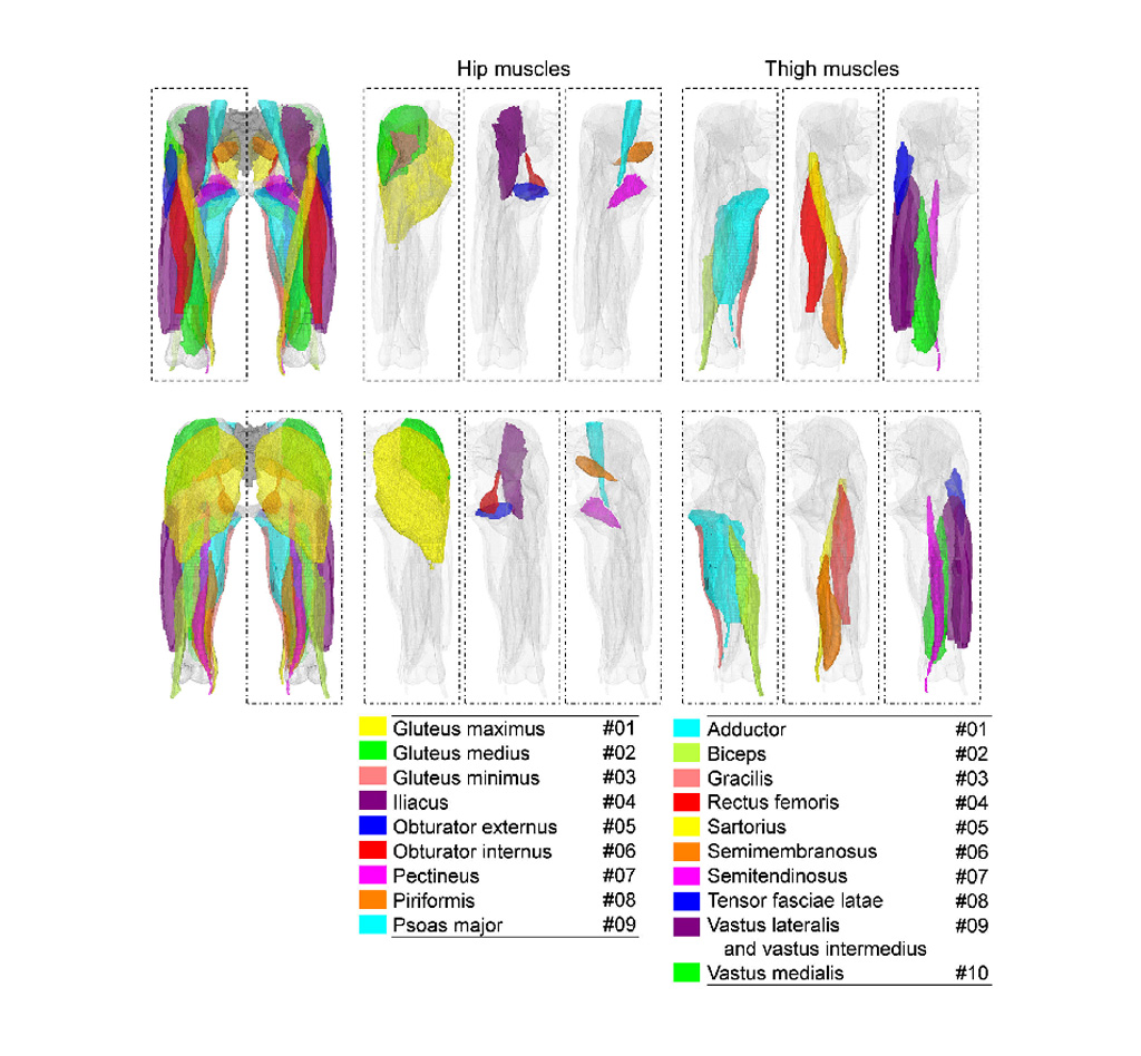 Image: Deep learning can identify individual muscles from CT (Photo courtesy of NAIST)