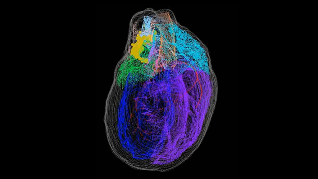 Image: Nerve cells (yellow) cluster around the top of the 3D reconstructed rat heart (Photo courtesy of S. Achanta et al/ iScience)
