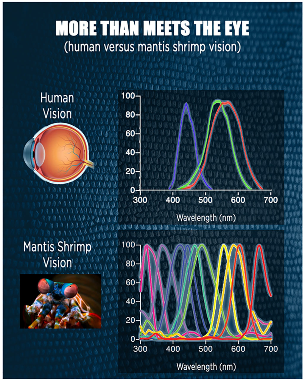 Image: Mantis shrimp can perceive a wider range of colors than humans (Photo courtesy of UIL)