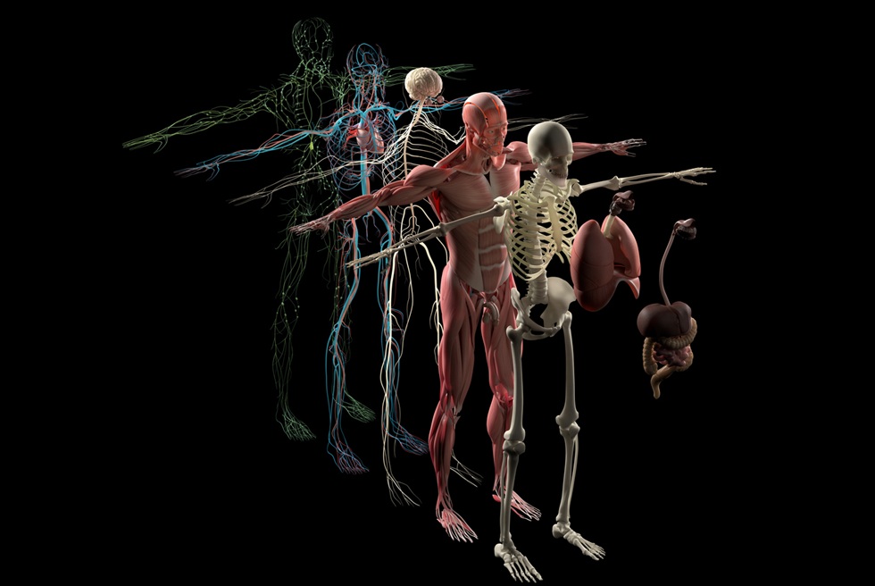 Image: The hybrid ultrasound and photoacoustic imaging system captures 3D views of tissue and blood vessels (Photo courtesy of iStock)