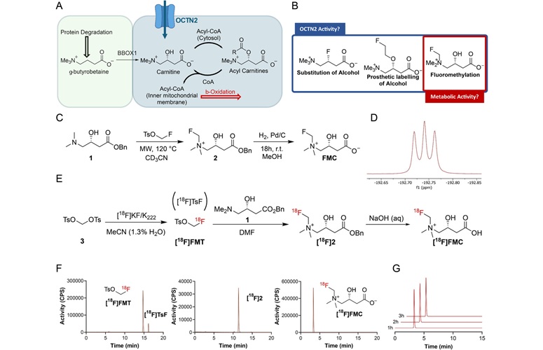 Image: Design and synthesis of 19F- and 18F-labeled carnitine analogs (R. S.Edwards, E.-M.Hards, S. N.dos Santos, et al., Advanced Science, DOI: 10.1002/advs.202514668)